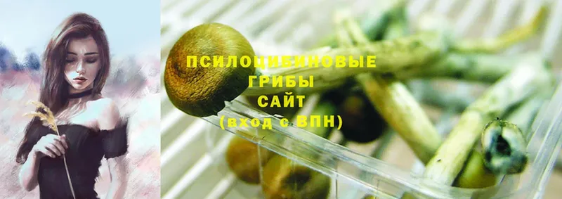 Псилоцибиновые грибы Psilocybine cubensis  Алдан 